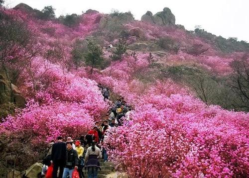 十里桃花