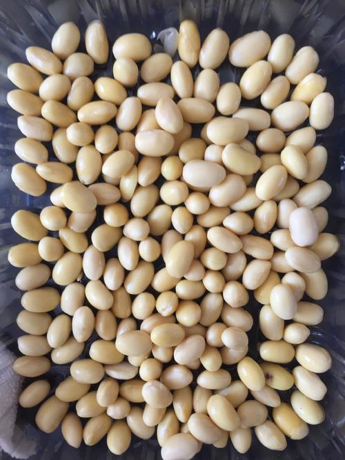 大豆三本观察日记