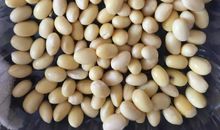 黄豆观察日记三则