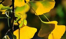 银杏树下的怀念