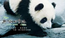 熊猫回家路观后感
