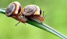 有趣的蜗牛比赛