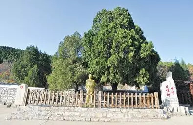 成为东方树