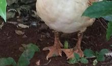 太姥爷家的鸭子