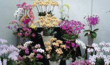 青州花博会游记