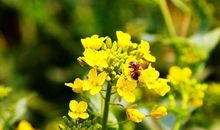 蜜蜂和蝴蝶比美