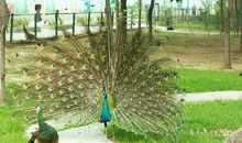 我就是那只孔雀