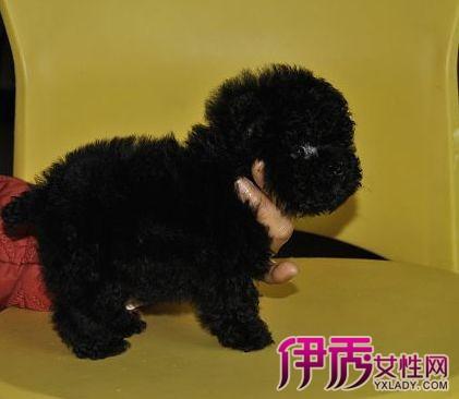 小狗黑色英俊