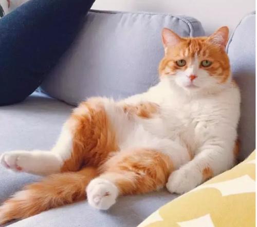 观察小猫