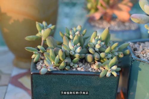 爸爸妈妈的梦想