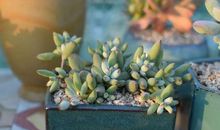 爸爸妈妈梦碎记