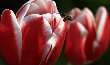 郁金香下的微笑