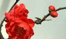 姥姥家的海棠花