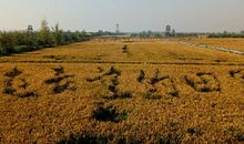 充满活力的家乡