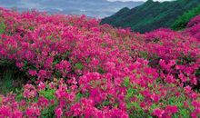 描写杜鹃花的作文