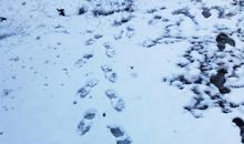 鸟鸣声唤醒了春天