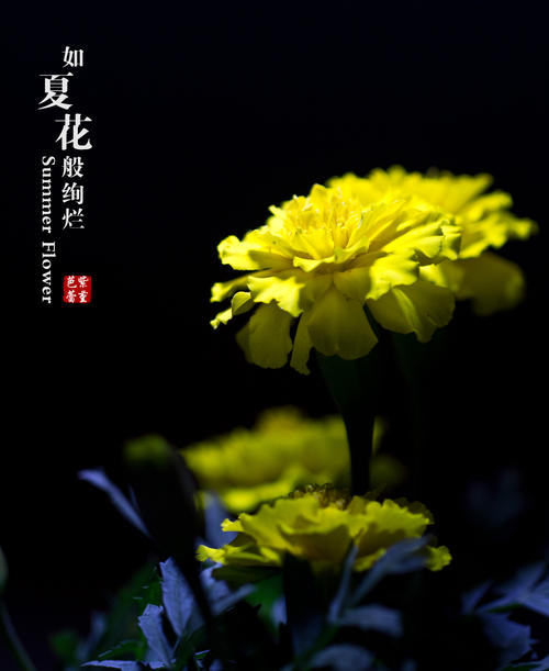 像夏天的花朵一样笑