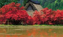 我家门前的红杜鹃