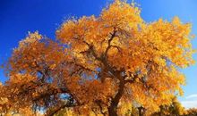 一抹孤独中的暖色