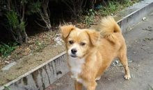 家门口的小黄狗