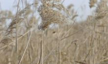 一颗小草是怎样慢慢枯萎的