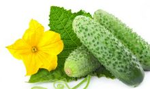 我爱家乡的黄瓜