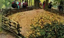 银杏树下的等候