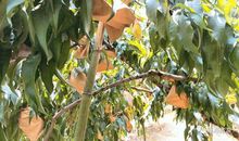 我爱故乡的黄桃