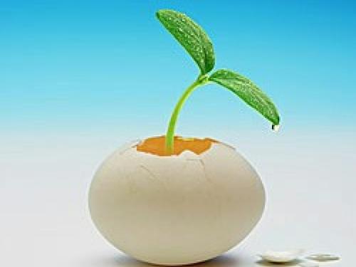 小豆芽派对