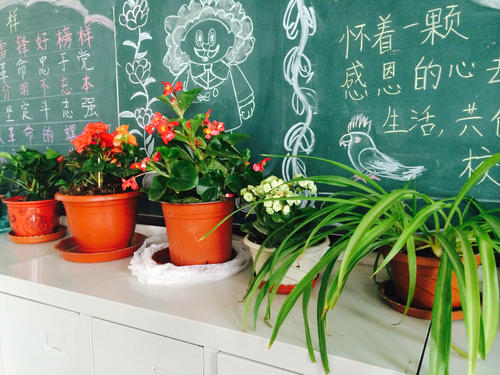 我的植物课