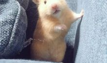 一只仓鼠的风波