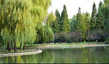 给岸边垂柳取一个好名字