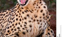 我们班的小猎豹