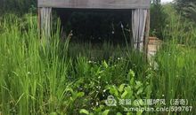 藤椅上的慢时光