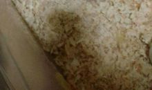 我的新朋友——金丝熊