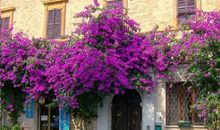 老家后花园的四季