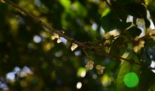 凉风有信以叶书写