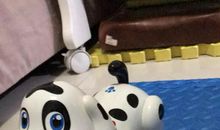 我和小狗朋友笨笨