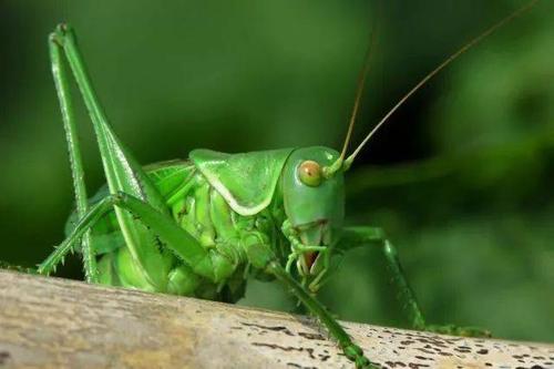 第一次抓蚱hopper