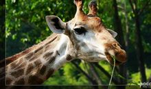 野生动物园之旅