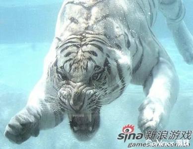 虎鲨