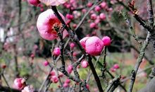 荒烟蔓草迎难上