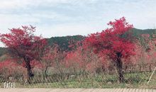 美丽的十里蓝山