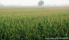 田野中的小秘密