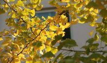 原来这不是秋天