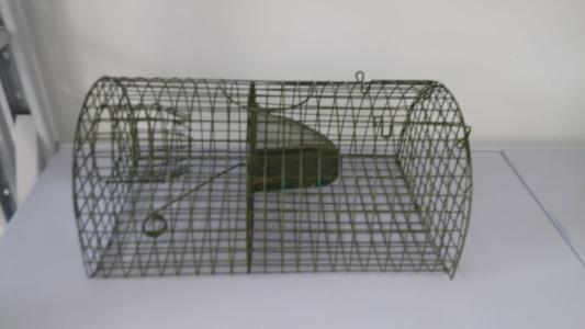 关在笼子里