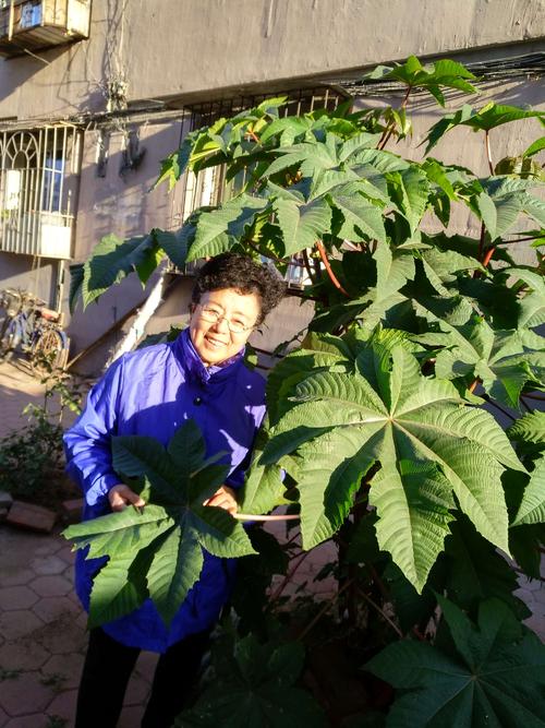 银杏的另一年变黄