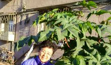 又是一年银杏叶儿黄