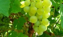 我最爱吃的水果——葡萄