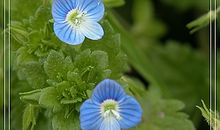 以苔花为话题的作文